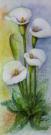 137__Calla__Aquarell__30 x 60cm__Verkauft__.jpg